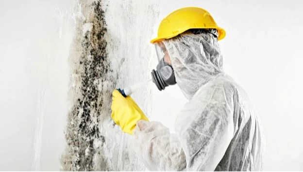 professional-mould-removal